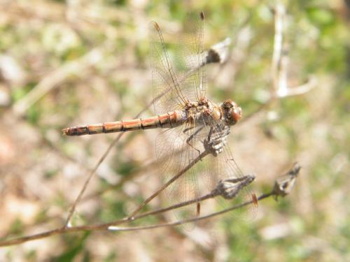 Sympetrum striolatum